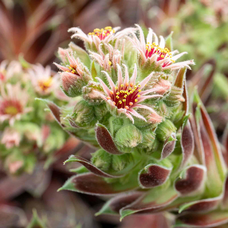 Sempervivum 'Coconut Crystal'