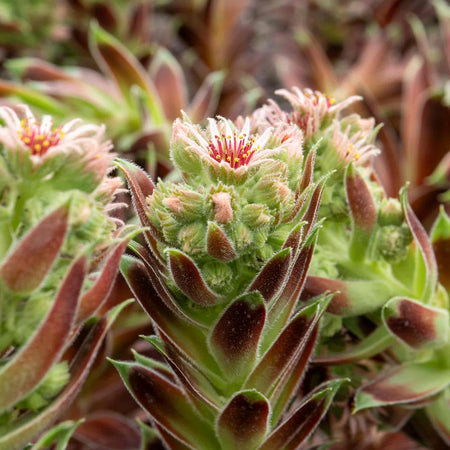 Sempervivum 'Coconut Crystal'