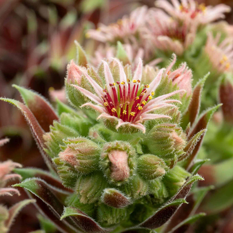 Sempervivum 'Coconut Crystal'