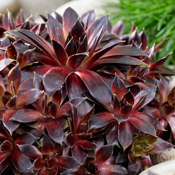 Sempervivum 'Coconut Crystal'
