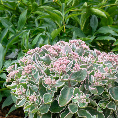 Sedum 'Seduction La Vie en Rose'