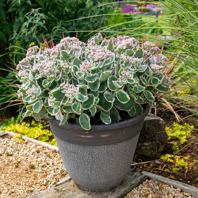 Sedum 'Seduction La Vie en Rose'