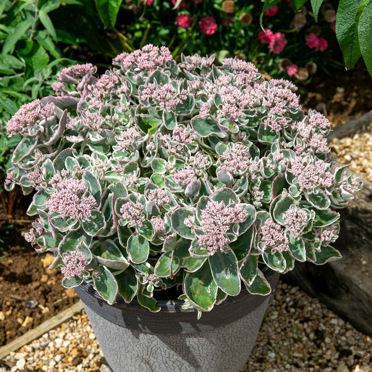 Sedum 'Seduction La Vie en Rose'