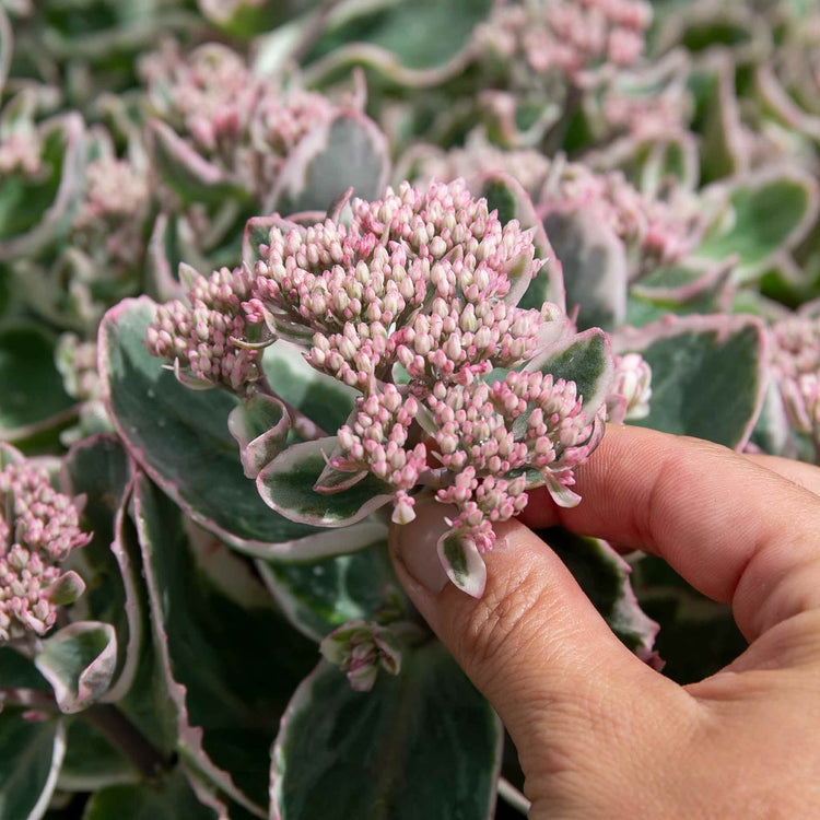 Sedum 'Seduction La Vie en Rose'