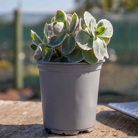 Sedum 'Seduction La Vie en Rose'