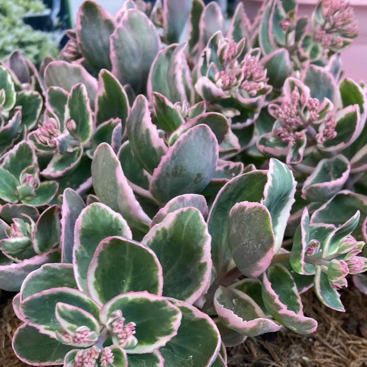 Sedum 'Seduction La Vie en Rose'