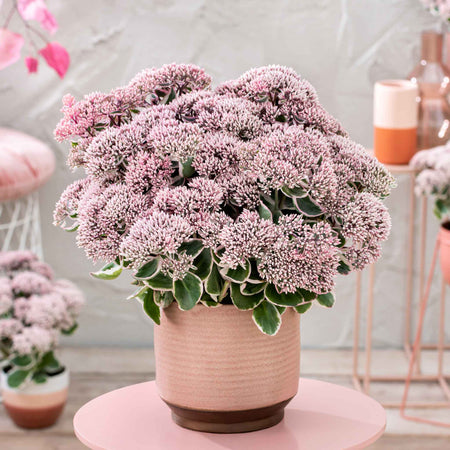 Sedum 'Seduction La Vie en Rose'