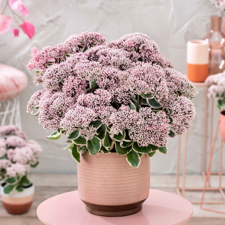 Sedum 'Seduction La Vie en Rose'
