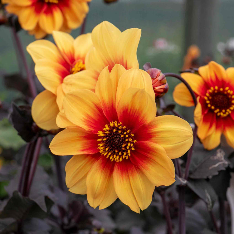 Dahlia 'Sunshine'