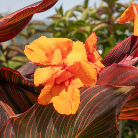 Canna 'Lily Tropicana'