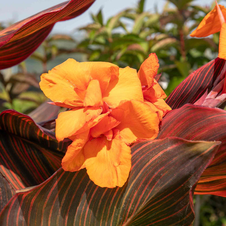 Canna 'Lily Tropicana'