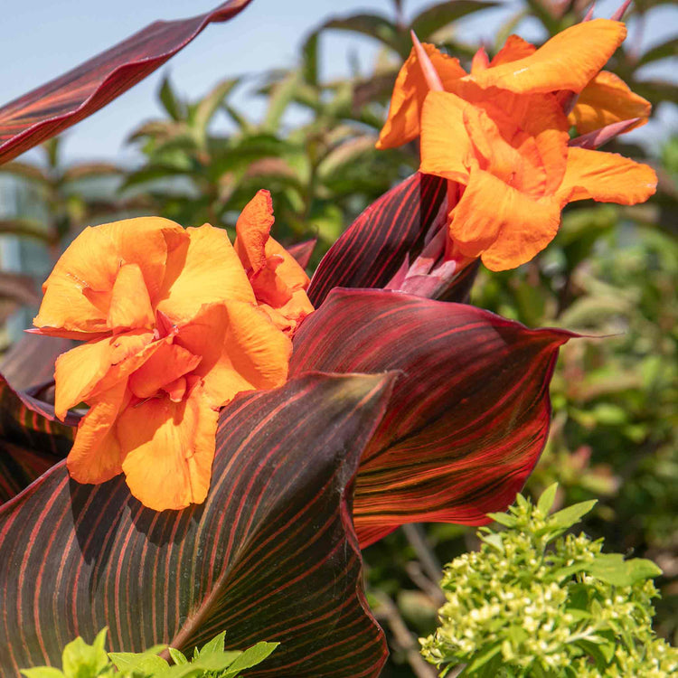 Canna 'Lily Tropicana'