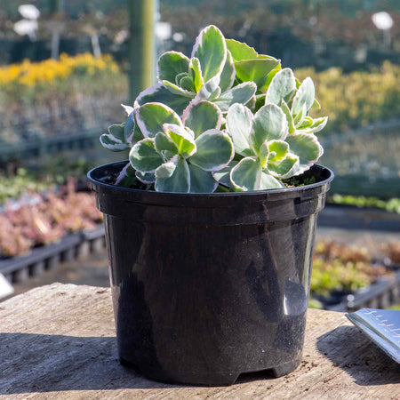 Sedum 'Seduction La Vie en Rose'