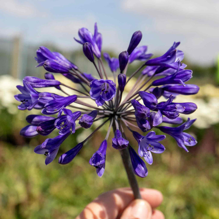 Agapanthus 'Africanus Big Blue'