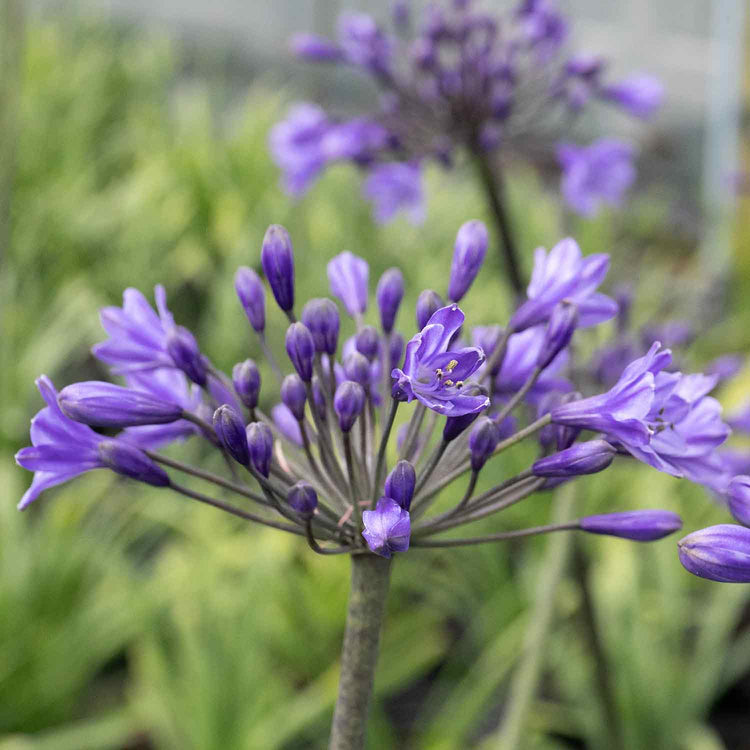 Agapanthus 'Africanus Big Blue'
