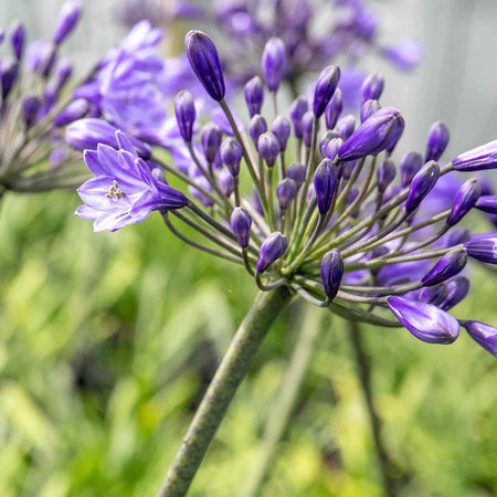 Agapanthus 'Africanus Big Blue'