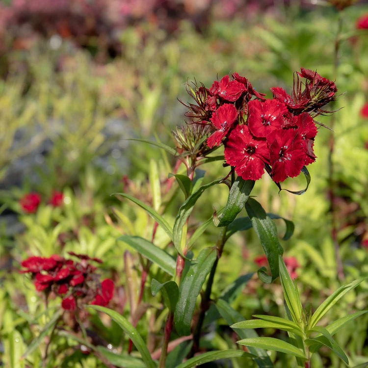 Dianthus 'Dash Crimson'