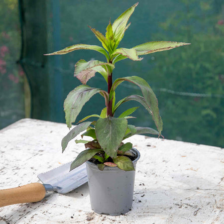 Lobelia 'Starship Scarlet Bronze Leaf'