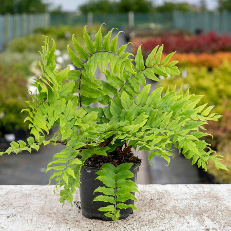 Fern 'Cyrtomium Fortunei'