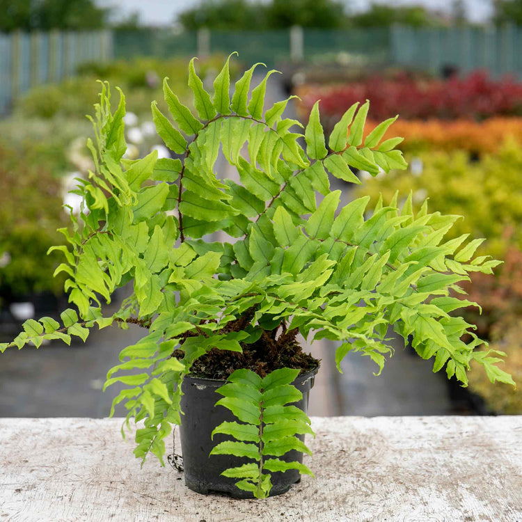 Fern 'Cyrtomium Fortunei'
