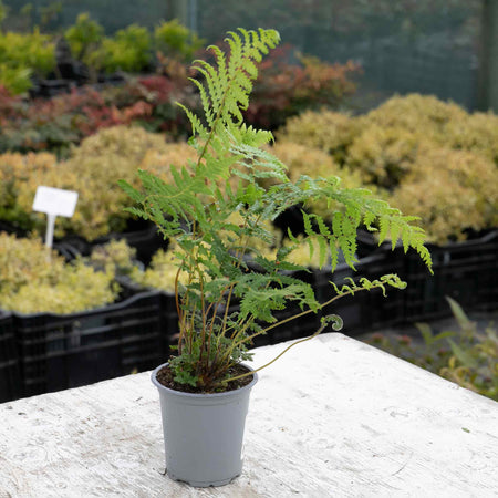 Fern 'Dicksonia Antarctica'