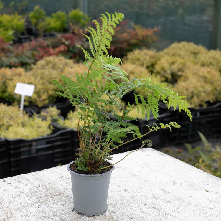 Fern 'Dicksonia Antarctica'