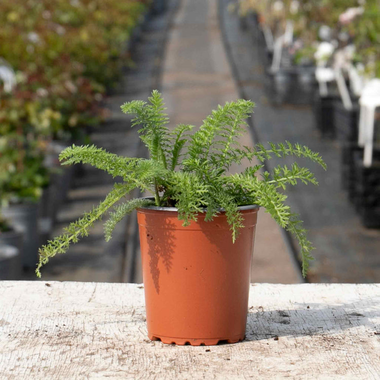 Achillea 'Summer Berries Mixed'