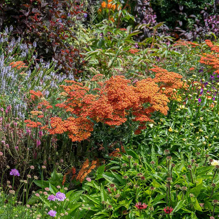Achillea 'Sassy Summer Sunset'
