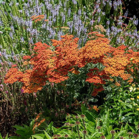 Achillea 'Sassy Summer Sunset'