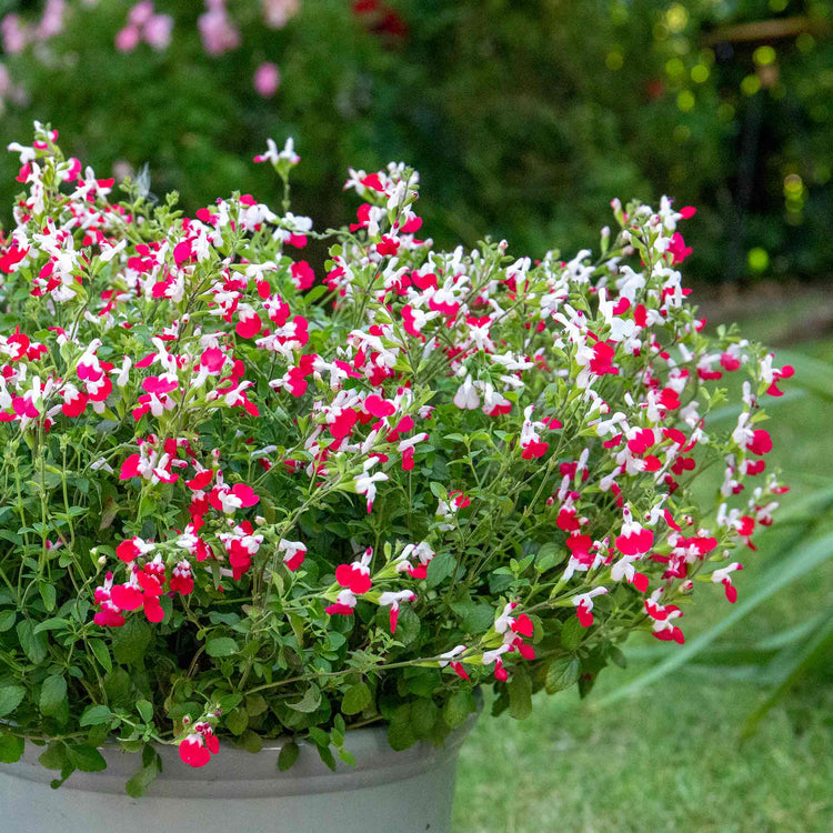 Salvia 'Little Kiss'