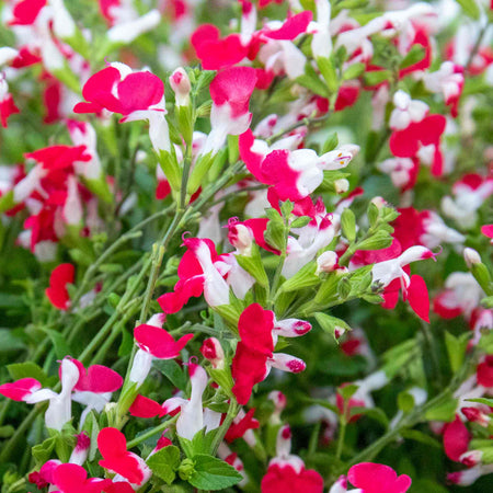 Salvia 'Little Kiss'