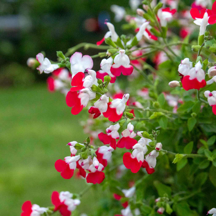 Salvia 'Little Kiss'