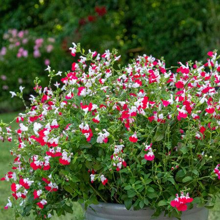Salvia 'Little Kiss'