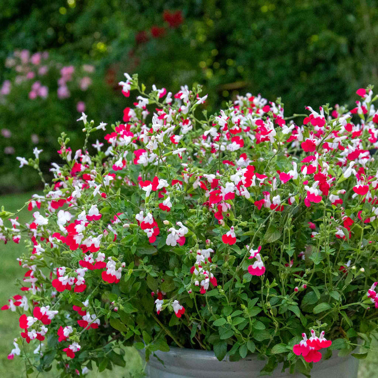 Salvia 'Little Kiss'