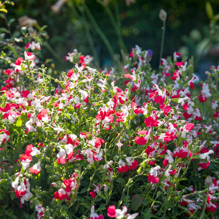 Salvia 'Little Kiss'