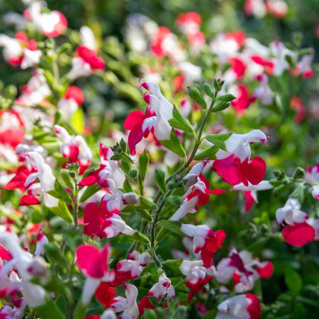 Salvia 'Little Kiss'