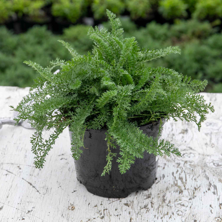 Achillea 'Sassy Summer Sunset'