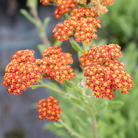 Achillea 'Sassy Summer Sunset'