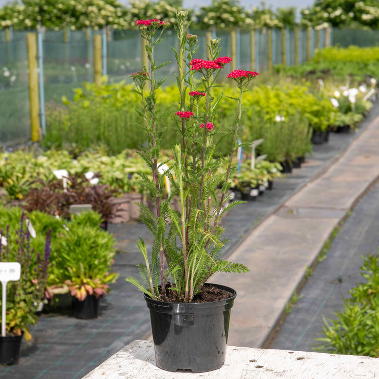 Achillea 'Sassy Summer Taffy'