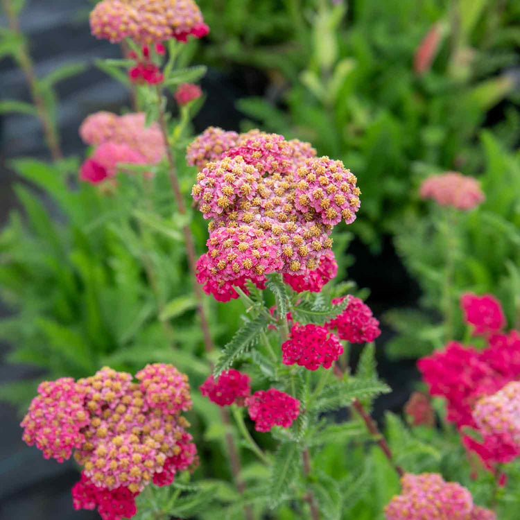 Achillea 'Sassy Summer Taffy'