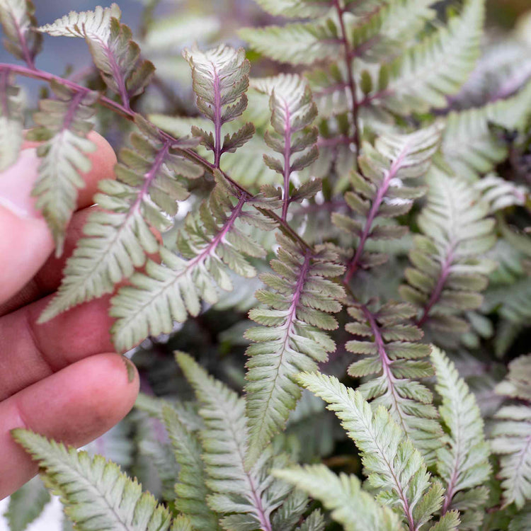 Athyrium 'Niponicum Red Beauty'