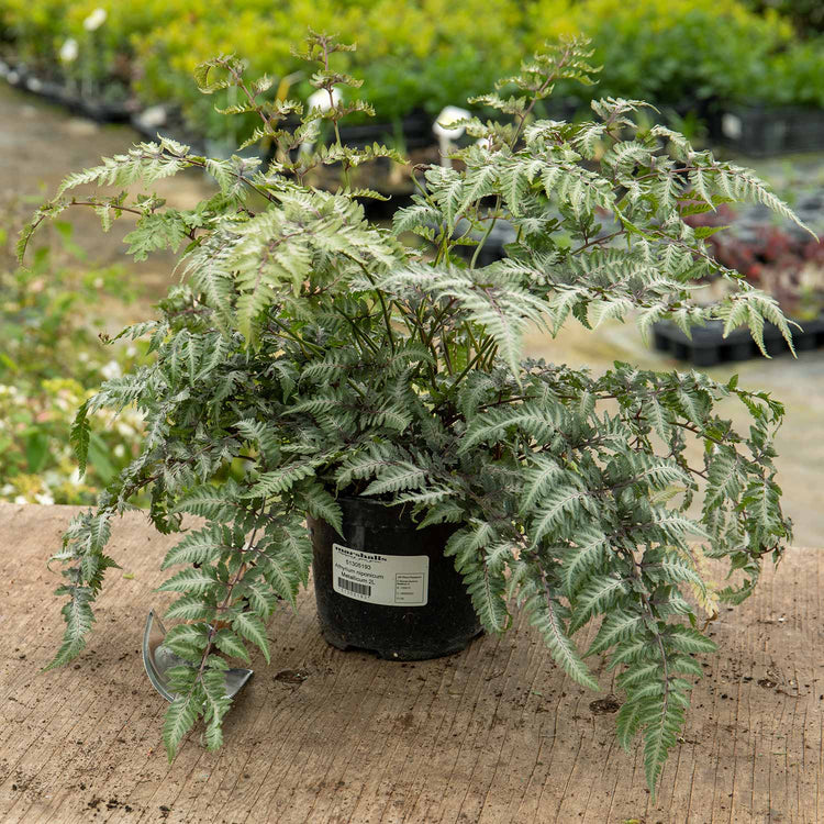 Athyrium 'Niponicum Metallicum'