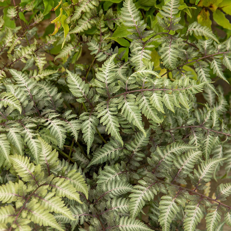 Athyrium 'Niponicum Metallicum'