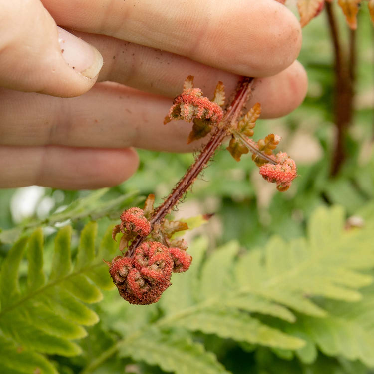 Japanese Shield Fern Plant