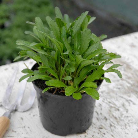 Leucanthemum 'Crazy Daisy'