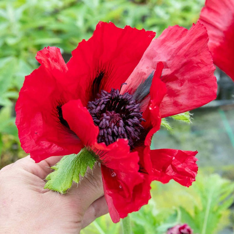 Papaver orientalis 'Beauty Livermere'
