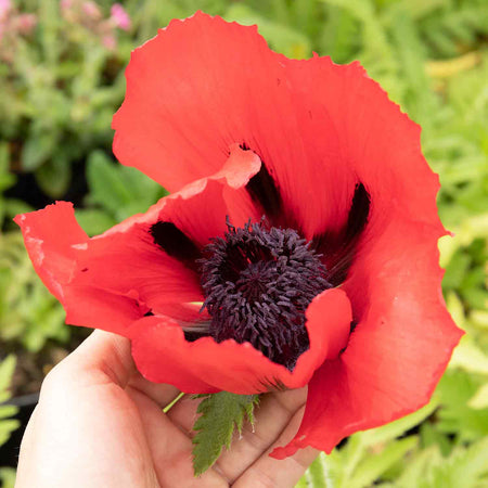 Papaver orientalis 'Beauty Livermere'