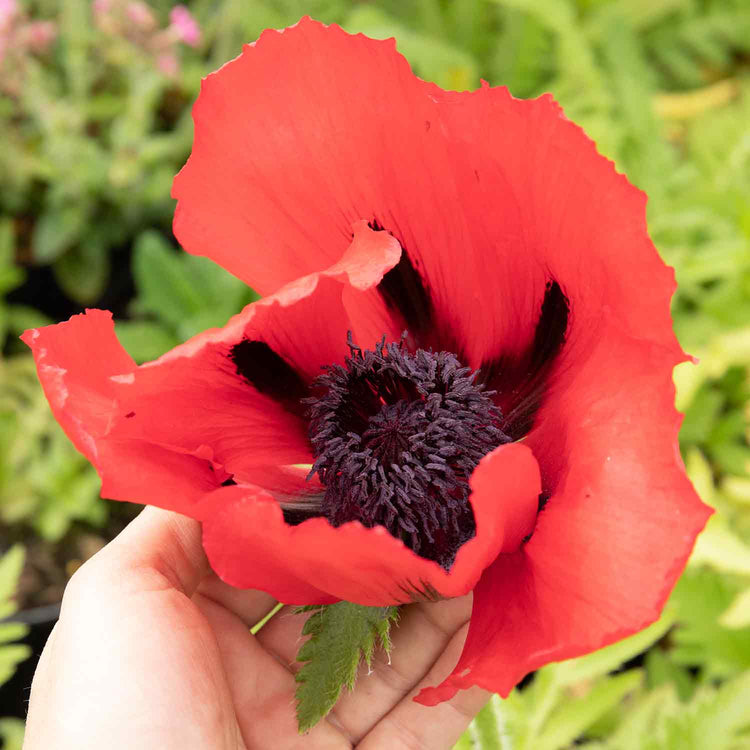 Papaver orientalis 'Beauty Livermere'