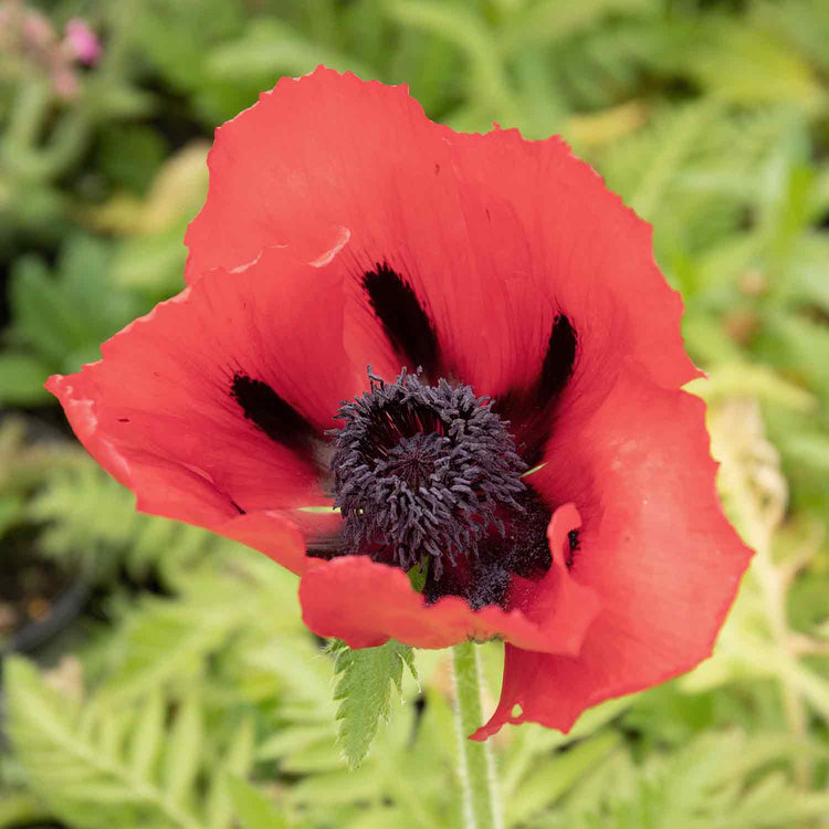 Papaver orientalis 'Beauty Livermere'