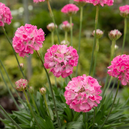 Armeria 'Dreameria Daydream'